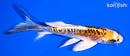 5.25" ARAGOKE KUJAKU BUTTERFLY