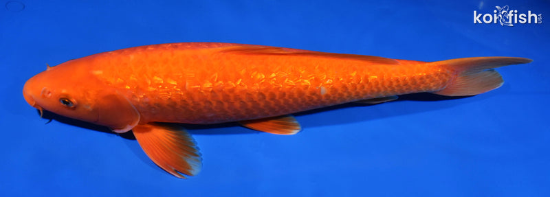 15.5" GINRIN BENIGOI