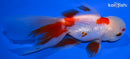 4.75" ORANDA GOLDFISH