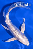6.75" GINRIN PLATINUN OGON BUTTERFLY