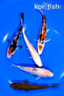 PACK OF (5) 4.5-5" STANDARD KOI
