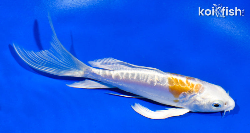 5" GINRIN LEMON HARIWAKE BUTTERFLY