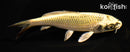 6.25" KI MATSUBA