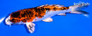5.5" YAMATO NISHIKI