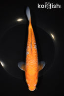 8.5" ARAGOKE OCHIBA SHIGURE