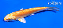 5" DOITSU YAMABUKI OGON