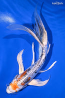 9" HEISEI NISHIKI BUTTERFLY