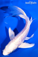 6.75" ARAGOKE PLATINUM OGON BUTTERFLY