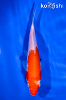 5.75" KOHAKU