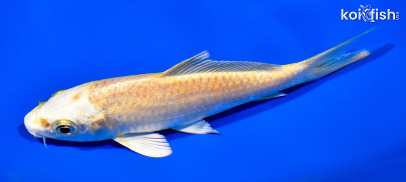 5.5" YAMABUKI OGON