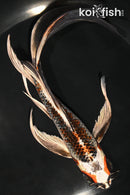 8.25" BENI GINGA BUTTERFLY