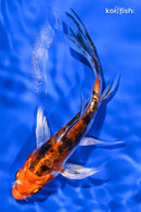 5.5" HEISEI NISHIKI BUTTERFLY