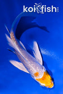 4" GINRIN LEMON HARIWAKE BUTTERFLY