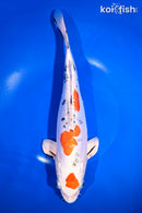 11.75" MARUTEN HEISEI NISHIKI