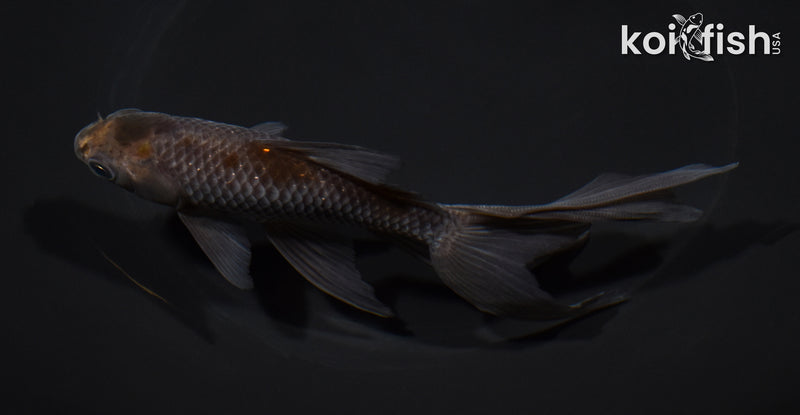 5.75" WAKIN GOLDFISH