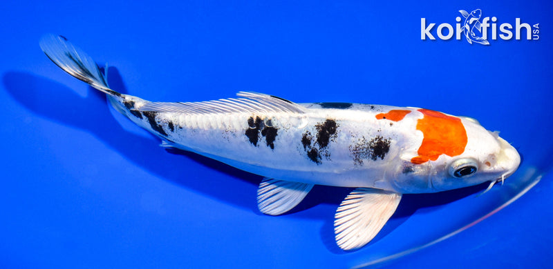 7.5" HEISEI NISHIKI