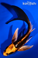 5.25" ARAGOKE BENI KIKOKURYU BUTTERFLY