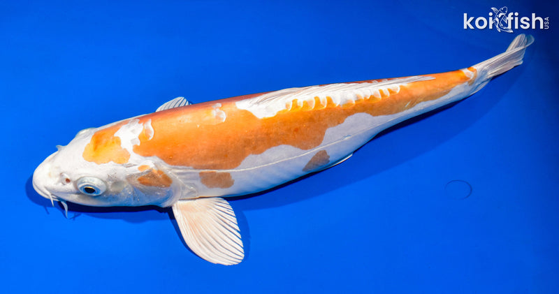 14.75" KIKUSUI