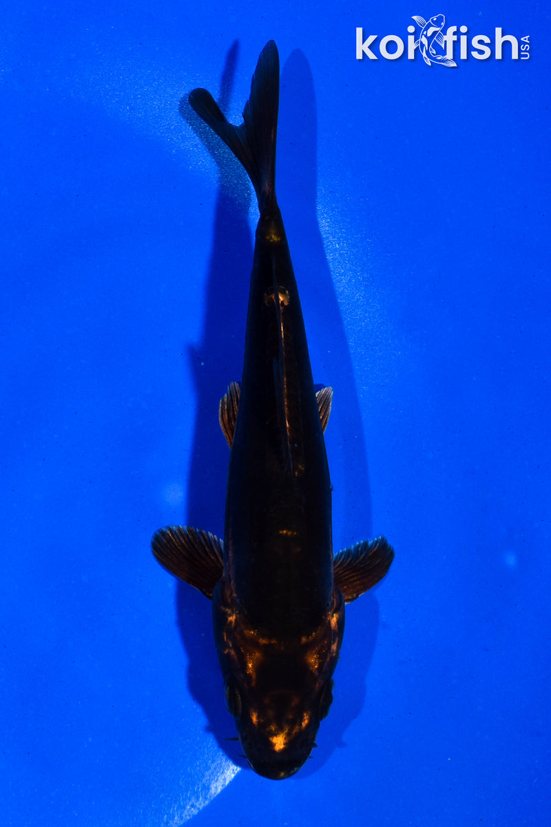 5" BENI KIKOKURYU