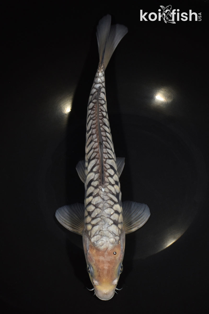 11.75" SORAGOI