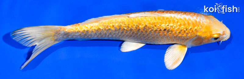 7.5" GINRIN YAMABUKI OGON