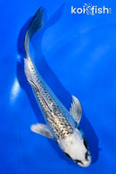 5" GINRIN GINGA BUTTERFLY