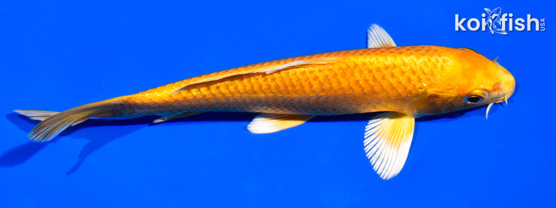 6.5" YAMABUKI OGON