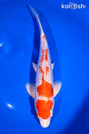 9.75" GINRIN HARIWAKE