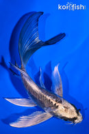 5.25" ARAGOKE KIKOKURYU BUTTERFLY