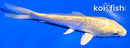 5.75" GINRIN YAMABUKI OGON