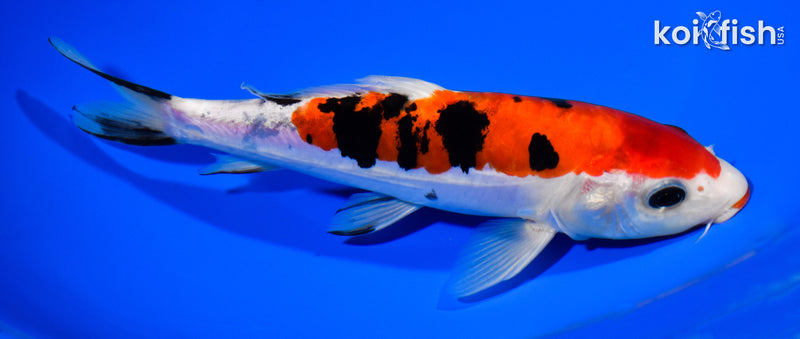 8.25" DOITSU KUCHIBENI SANKE