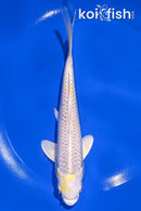 6.75" LEMON HARIWAKE