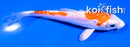 4" KIKUSUI