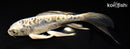 7" KIN KIKOKURYU BUTTERFLY