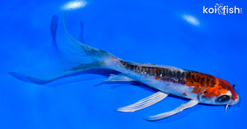 6" BENI KIKOKURYU BUTTERFLY