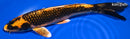 9.75" KIN ORENJI MATSUBA