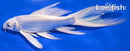 7.5" PLATINUM OGON BUTTERFLY