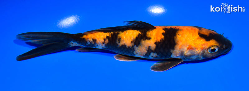 7.5" KIN HI UTSURI