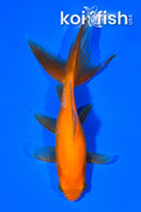 6" WATONAI GOLDFISH