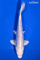 6.75" GINRIN PLATINUM OGON