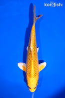 7" KI MATSUBA