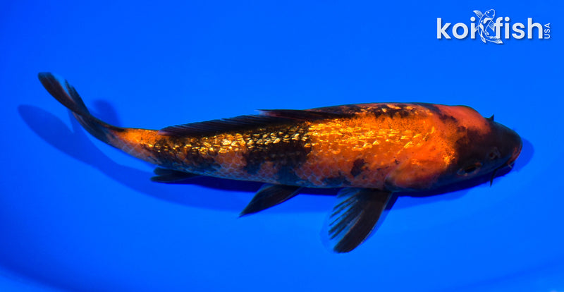 6.5" GINRIN HI UTSURI