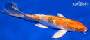 9.5" YAMATO NISHIKI BUTTERFLY