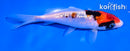 5" GINRIN SHOWA