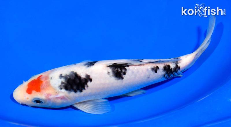 7.75" TANCHO SANKE
