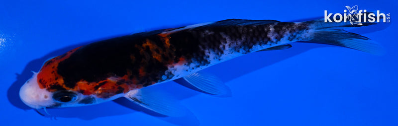 5" BENI MATSUKAWABAKE