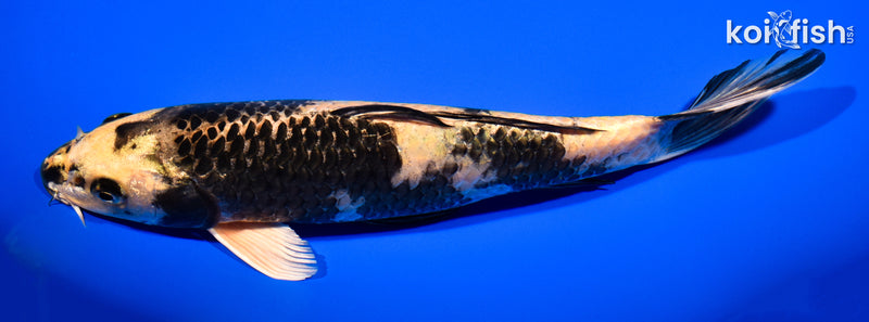 10.5" KIN KI UTSURI