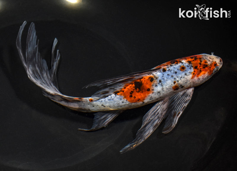 8.75" SHUBUNKIN GOLDFISH