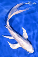 9.25" DOITSU PLATINUM OGON BUTTERFLY