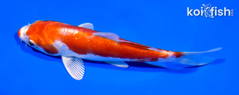 6.25" KIKUSUI